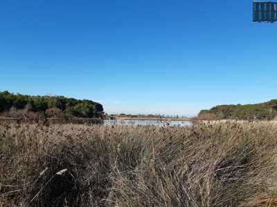 Qua e l� si ergono poi fitti canneti di Phragmites australis, meglio conosciute come cannucce di palude. �Si tratta di vegetali che possono allungarsi anche di quattro metri - sottolinea la guida - e presentano al loro apice una pannocchia di colore bruno o violaceo�